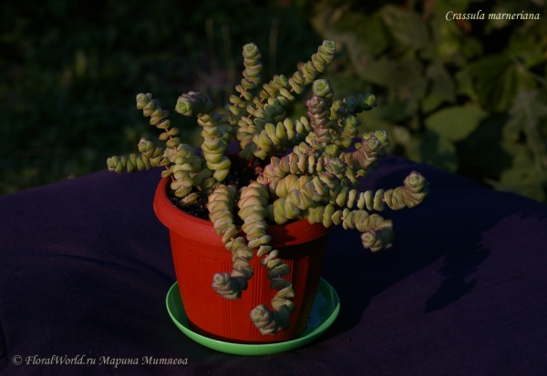 Crassula marneriana
Ключевые слова: Crassula marneriana