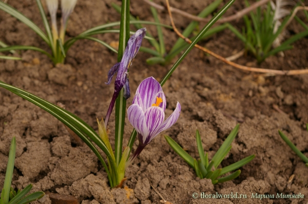 Крокус (Crocus)
Два состояния цветков крокуса, только что распустившийся и уже отцветший, столько очарования в этих нежных весенних цветах. 
Ключевые слова: Крокус крокусы Crocus  весна цветы 