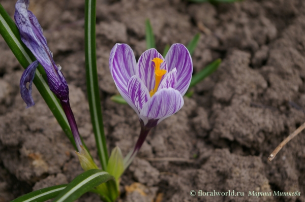 Крокус (Crocus)
Удивительно нежный крокус с сиреневыми жилками на лепестках. 
Ключевые слова: Крокус крокусы Crocus сиренывый весна цветы