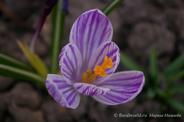 Крокус (Crocus)
Удивительно нежный крокус (Crocus) с сиреневыми жилками на лепестках. 
Ключевые слова: Крокус крокусы  Crocus цветок весна цветы