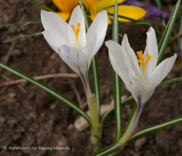 Крокус (Crocus)
Крокус (Crocus) эти чудесные белоснежные крокусы с прозрачными лепестками зацвели это весной у нас на участке. Они очень напоминают балерин. 
Ключевые слова: Крокус  Crocus белый весна цветы