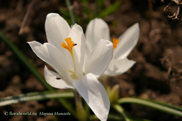 Крокус (Crocus)
Ключевые слова: Крокус  Crocus белый весна цветы