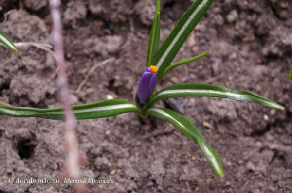 Крокус (Crocus)
А вот появившийся из земли бутон крокуса. 
Ключевые слова: Крокус  Crocus  весна цветы крокусы бутон