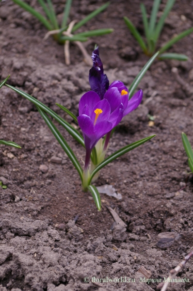 Крокус (Crocus)
А вот еще крокусы у них совершенно прозрачные сиренево-фиолетовые лепестки и оранжевые тычинки, а вдоль листа проходит белая полосочка. Такой удивительный контраст голая земля и нежные крокусы. 
Ключевые слова: Крокус  Crocus  весна цветы крокусы