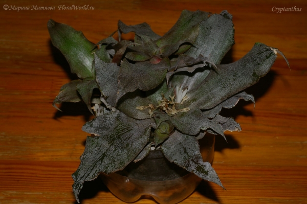 Cryptanthus sp.


[url=http://www.floralworld.ru/encyclopedia/plants/Cryptanthus.html]Криптантусы[/url] - или земляные звезды статья на сайте
Ключевые слова: Cryptanthus