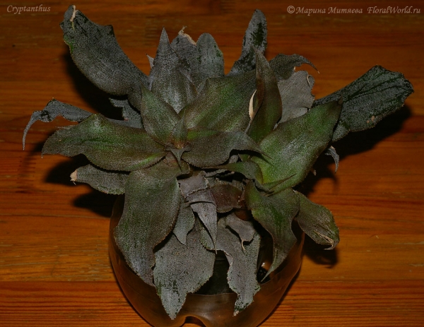 Cryptanthus sp.


[url=http://www.floralworld.ru/encyclopedia/plants/Cryptanthus.html]Криптантусы[/url] - или земляные звезды статья на сайте
Ключевые слова: Cryptanthus фото