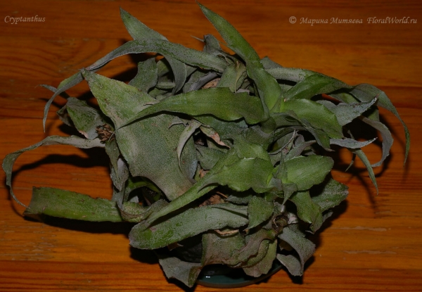 Cryptanthus sp.


[url=http://www.floralworld.ru/encyclopedia/plants/Cryptanthus.html]Криптантусы[/url] - или земляные звезды статья на сайте
Ключевые слова: Cryptanthus