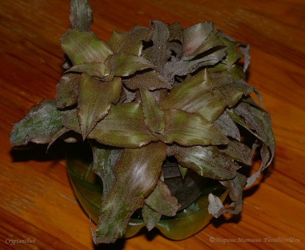 Cryptanthus sp.

[url=http://www.floralworld.ru/encyclopedia/plants/Cryptanthus.html]Криптантусы[/url] - или земляные звезды статья на сайте
Ключевые слова: Cryptanthus фото