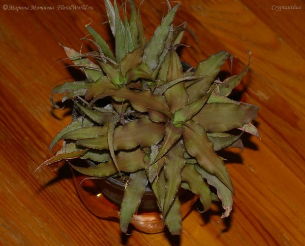 Cryptanthus sp.



[url=http://www.floralworld.ru/encyclopedia/plants/Cryptanthus.html]Криптантусы[/url] - или земляные звезды статья на сайте
Ключевые слова: Cryptanthus фото