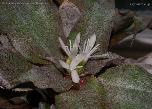 Cryptanthus sp.


[url=http://www.floralworld.ru/encyclopedia/plants/Cryptanthus.html]Криптантусы[/url] - или земляные звезды статья на сайте
Ключевые слова: Cryptanthus sp. фото цветок цветение