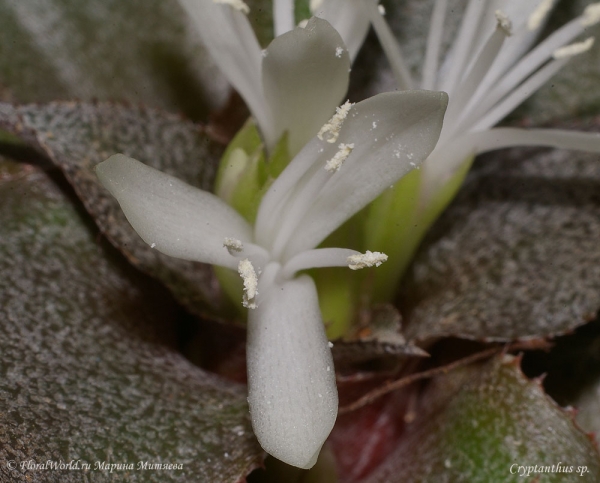 Cryptanthus sp.
Ключевые слова: Cryptanthus sp. фото цветок цветение