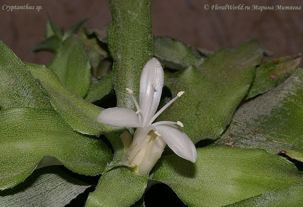 Cryptanthus sp.
Цветок криптантуса


[url=http://www.floralworld.ru/encyclopedia/plants/Cryptanthus.html]Криптантусы[/url] - или земляные звезды статья на сайте
Ключевые слова: Cryptanthus sp. фото цветок цветение