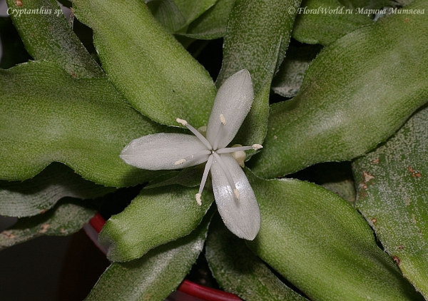 Cryptanthus sp.
Цветок криптантуса


[url=http://www.floralworld.ru/encyclopedia/plants/Cryptanthus.html]Криптантусы[/url] - или земляные звезды статья на сайте
Ключевые слова: Cryptanthus sp. фото цветок цветение