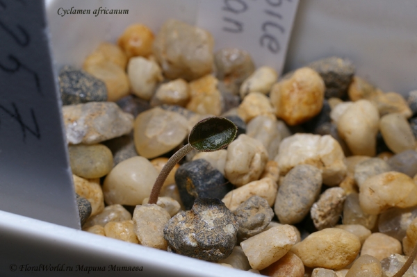 Cyclamen africanum
Посев 12. 2011
Ключевые слова: Cyclamen africanum