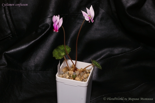 Cyclamen confusum
Ключевые слова: Cyclamen confusum