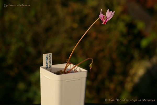 Cyclamen confusum
Ключевые слова: Cyclamen confusum