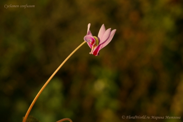 Cyclamen confusum
Ключевые слова: Cyclamen confusum