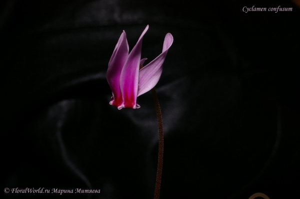 Cyclamen confusum
Ключевые слова: Cyclamen confusum