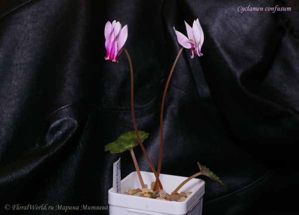 Cyclamen confusum
Ключевые слова: Cyclamen confusum