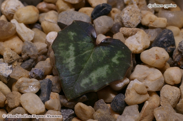 Cyclamen cyprium
Ключевые слова: Cyclamen cyprium