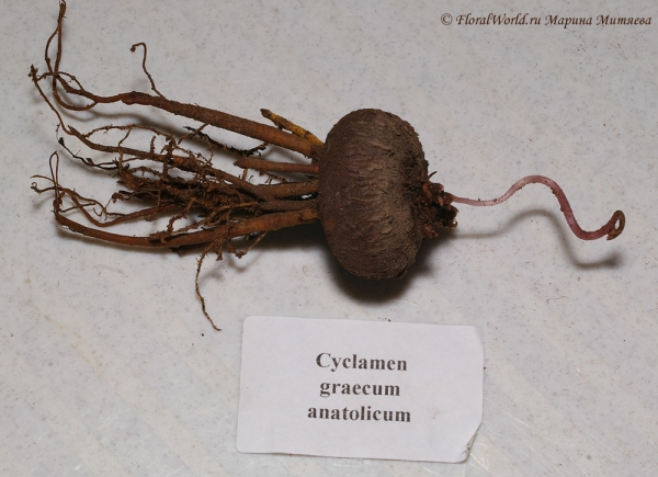 Cyclamen graecum anatolicum
Ключевые слова: Cyclamen graecum anatolicum