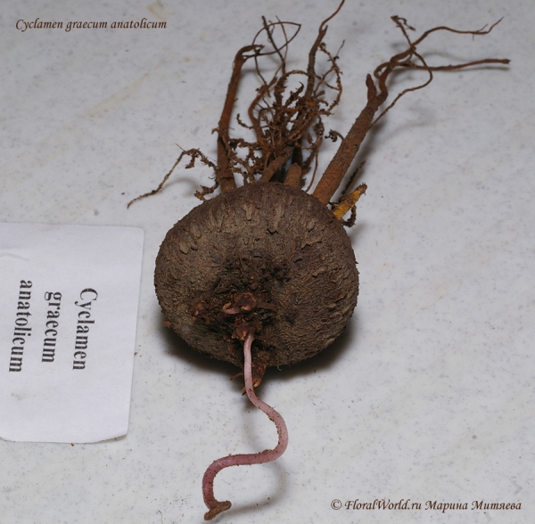 Cyclamen graecum anatolicum
Ключевые слова: Cyclamen graecum anatolicum