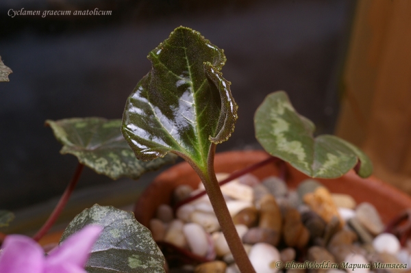 Cyclamen graecum anatolicum
Первый лист после покоя
Ключевые слова: Cyclamen_graecum_anatolicum