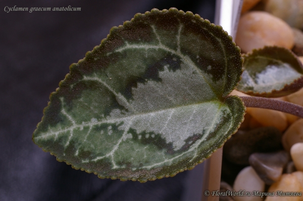 Cyclamen graecum anatolicum
Ключевые слова: Cyclamen graecum anatolicum