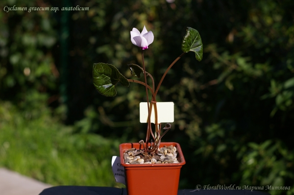 Cyclamen graecum ssp. аnatolicum
Ключевые слова: Cyclamen graecum ssp. аnatolicum