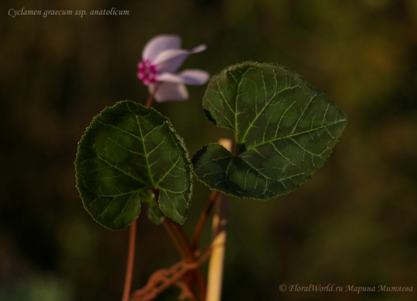 Cyclamen graecum ssp. аnatolicum
Ключевые слова: Cyclamen graecum ssp. аnatolicum