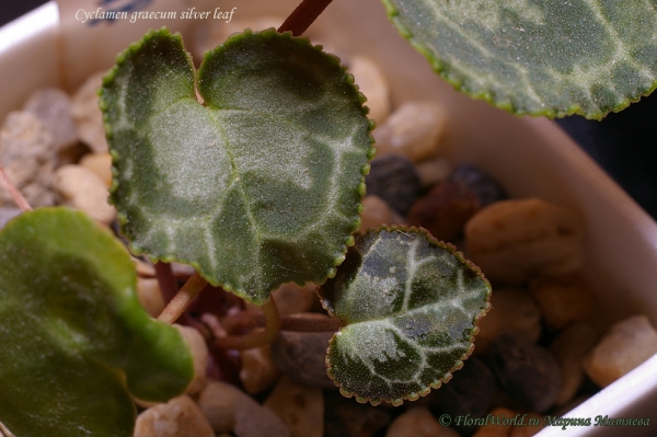 Cyclamen graecum silver leaf
Ключевые слова: Cyclamen graecum silver leaf