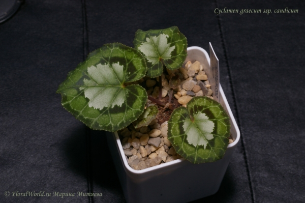 Cyclamen graecum ssp candicum
Ключевые слова: Cyclamen graecum ssp candicum