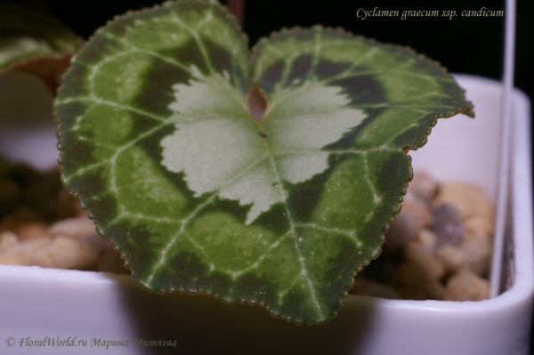 Cyclamen graecum ssp candicum
Ключевые слова: Cyclamen graecum ssp candicum