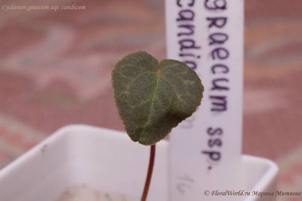 Cyclamen graecum ssp. candicum
Первый лист у сеянца
Ключевые слова: Cyclamen graecum ssp. candicum