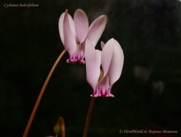 Cyclamen hederifolium
Ключевые слова: Cyclamen hederifolium