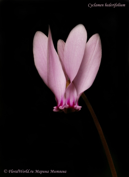 Cyclamen hederifolium
Ключевые слова: Cyclamen hederifolium