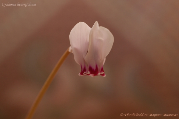 Cyclamen hederifolium
Ключевые слова: Cyclamen hederifolium