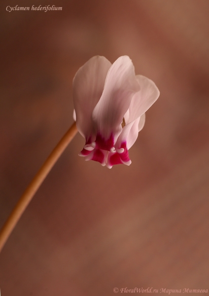 Cyclamen hederifolium
Ключевые слова: Cyclamen hederifolium