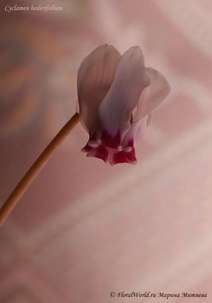 Cyclamen hederifolium
Ключевые слова: Cyclamen hederifolium