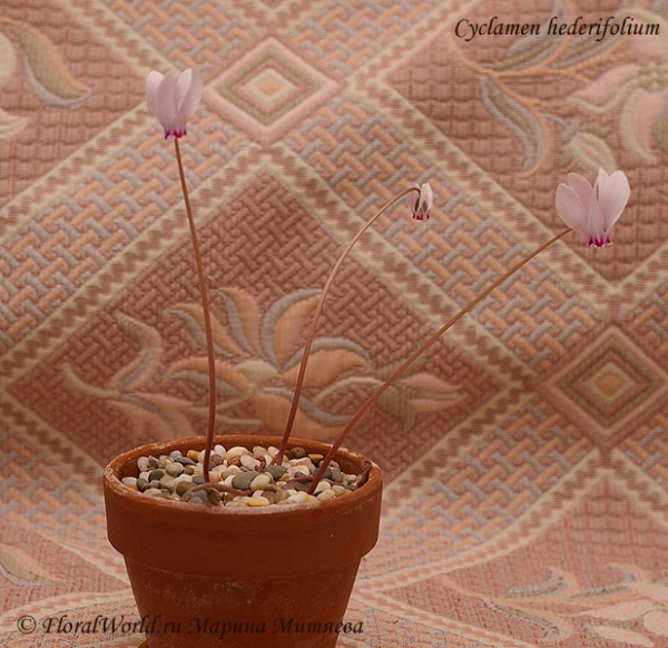 Cyclamen hederifolium
Ключевые слова: Cyclamen hederifolium