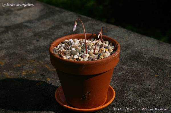 Cyclamen hederifolium
Ключевые слова: Cyclamen hederifolium