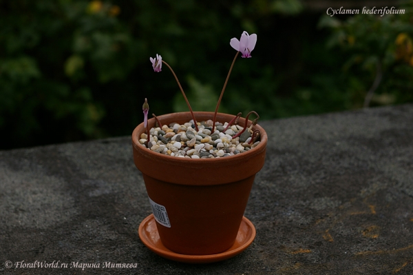 Cyclamen hederifolium
Ключевые слова: Cyclamen hederifolium