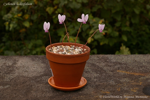 Cyclamen hederifolium
Ключевые слова: Cyclamen hederifolium цветы flowers