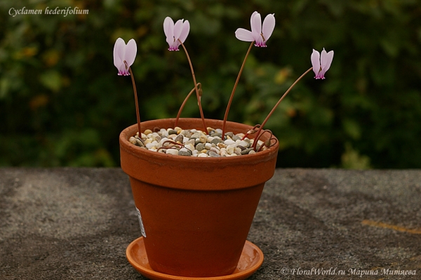 Cyclamen hederifolium
Ключевые слова: Cyclamen hederifolium цветы flowers