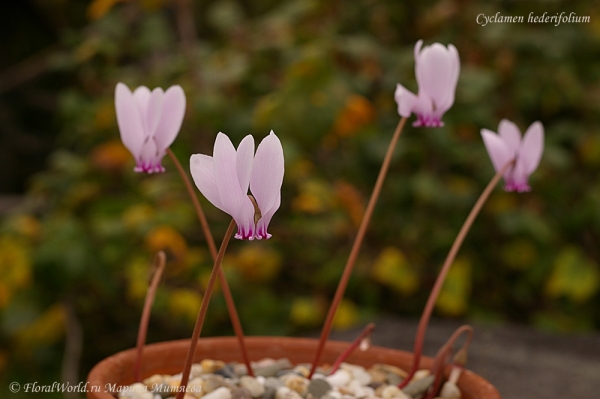 Cyclamen hederifolium
Ключевые слова: Cyclamen hederifolium цветы flowers