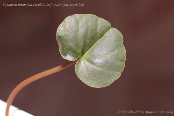 Cyclamen intaminatum plain leaf and/or patterned leaf
фото листа со вспышкой, по краю листа видно опушение
Ключевые слова: Cyclamen intaminatum plain leaf and/or patterned leaf