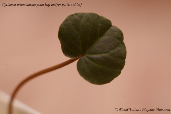 Cyclamen intaminatum plain leaf and/or patterned leaf
фото листа без вспышки
Ключевые слова: Cyclamen intaminatum plain leaf and/or patterned leaf