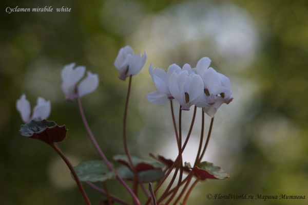 Cyclamen mirabile White
Ключевые слова: Cyclamen mirabile White