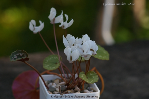 Cyclamen mirabile White
Ключевые слова: Cyclamen mirabile White