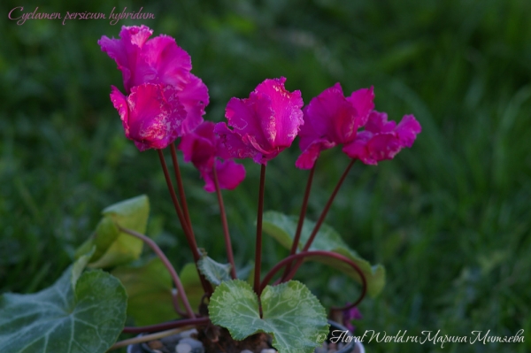 Cyclamen persicum hybridum
Ключевые слова: Cyclamen persicum hybridum